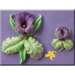 Silik. forma orchidea GSA0024