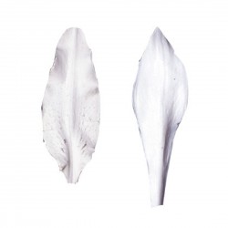 Silikónová forma Lily SK