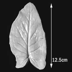 Silikónová forma Arum-Italicum