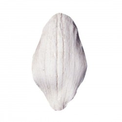 Silikónová forma Orchid petal