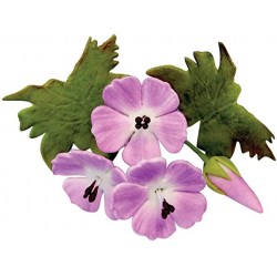 Pakosť lúčna vykrajovačka