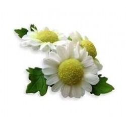 Chrysantéma a listy