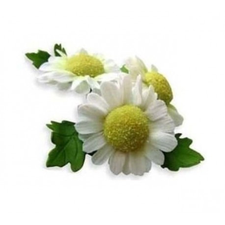 Chrysantéma a listy