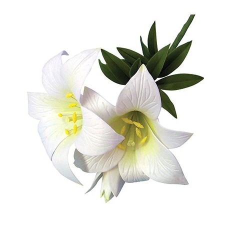 Tigrovaná lalia 2ks