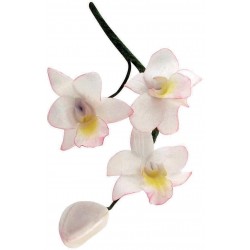 Orchidea mini
