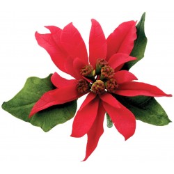 Emboser vianočná ruža